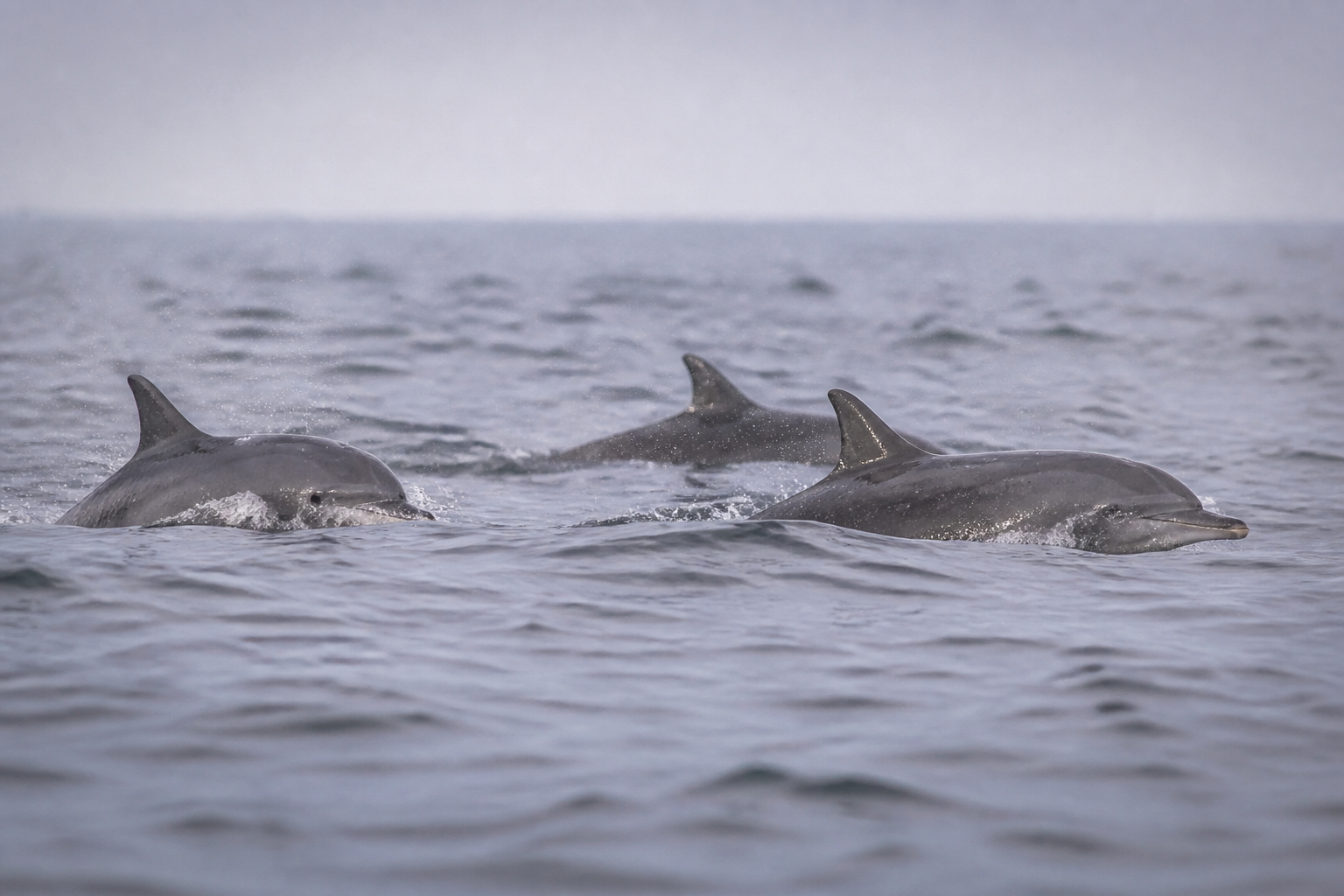 Groupe de dauphins communs nageant en surface au large de la côte atlantique, dorsales et embruns visibles sur une mer grise